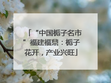“中国栀子名市”福建福鼎：栀子花开，产业兴旺