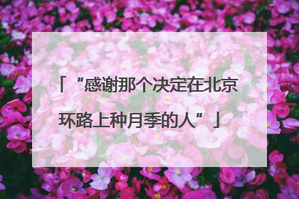 “感谢那个决定在北京环路上种月季的人”