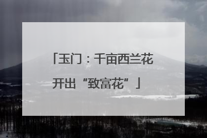 玉门：千亩西兰花开出“致富花”