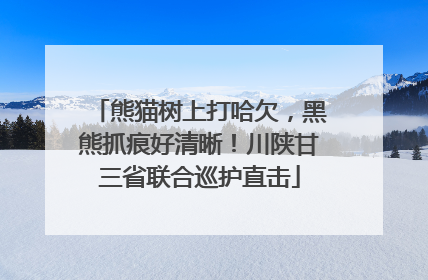 熊猫树上打哈欠，黑熊抓痕好清晰！川陕甘三省联合巡护直击