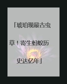 琥珀现最古虫草！寄生蚂蚁历史达亿年