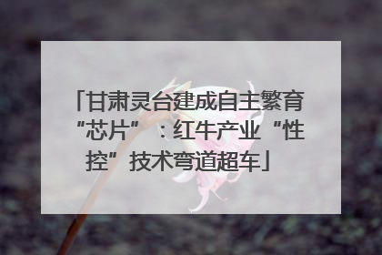 甘肃灵台建成自主繁育“芯片”：红牛产业“性控”技术弯道超车