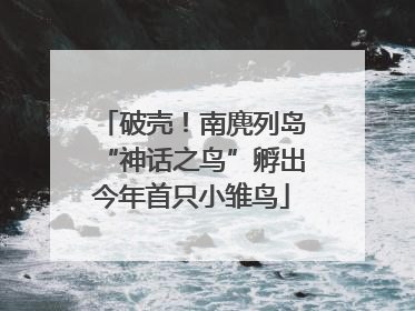 破壳！南麂列岛“神话之鸟”孵出今年首只小雏鸟