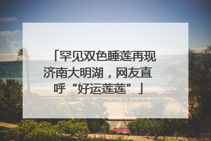 罕见双色睡莲再现济南大明湖，网友直呼“好运莲莲”