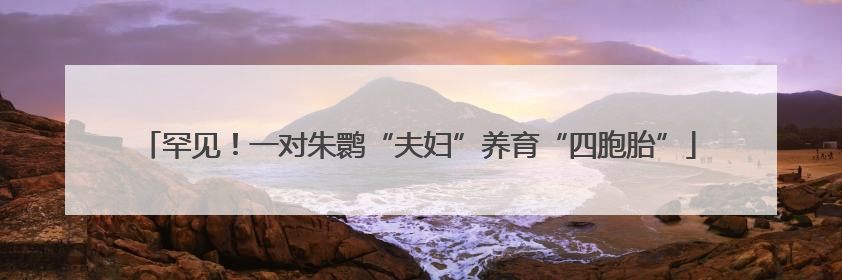 罕见！一对朱鹮“夫妇”养育“四胞胎”