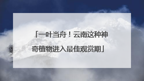 一叶当舟！云南这种神奇植物进入最佳观赏期