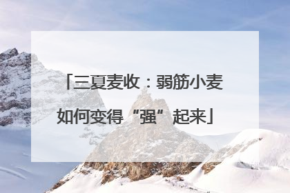 三夏麦收：弱筋小麦如何变得“强”起来