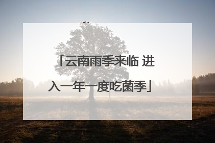 云南雨季来临 进入一年一度吃菌季