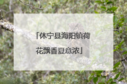 休宁县海阳镇荷花飘香夏意浓