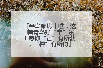 半岛聚焦丨瞧，这一幅青岛好“丰”景！愿你“芒”有所获，“种”有所得