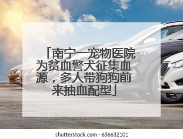 南宁一宠物医院为贫血警犬征集血源，多人带狗狗前来抽血配型