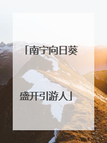 南宁向日葵盛开引游人