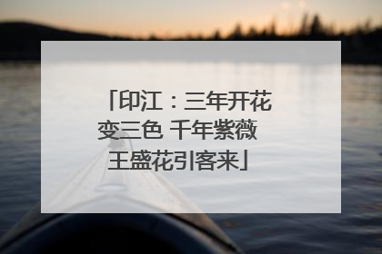 印江：三年开花变三色 千年紫薇王盛花引客来