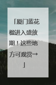 厦门蓝花楹进入盛放期！这些地方可观赏→