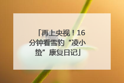 再上央视！16分钟看雪豹“凌小蛰”康复日记