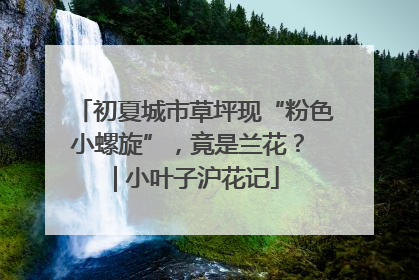 初夏城市草坪现“粉色小螺旋”，竟是兰花？ | 小叶子沪花记