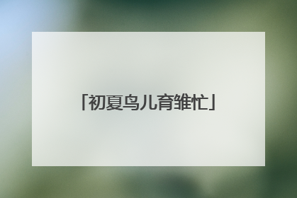 初夏鸟儿育雏忙