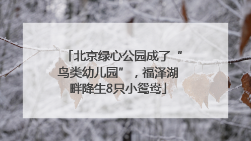 北京绿心公园成了“鸟类幼儿园”，福泽湖畔降生8只小鸳鸯
