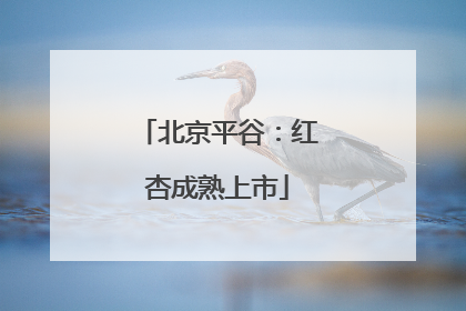 北京平谷：红杏成熟上市