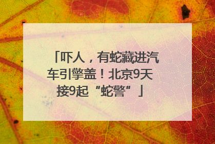 吓人，有蛇藏进汽车引擎盖！北京9天接9起“蛇警”