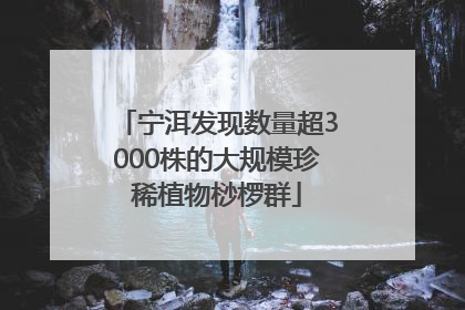 宁洱发现数量超3000株的大规模珍稀植物桫椤群