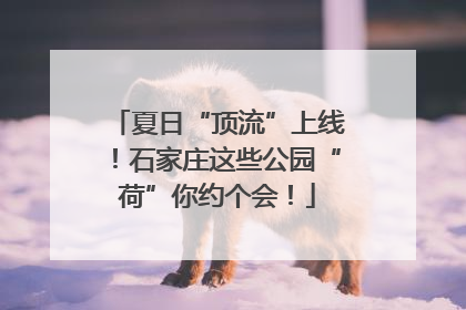 夏日“顶流”上线！石家庄这些公园“荷”你约个会！