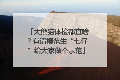 大熊猫体检都查啥？有请模范生“七仔”给大家做个示范