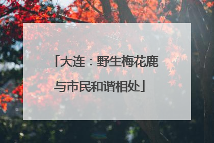 大连：野生梅花鹿与市民和谐相处