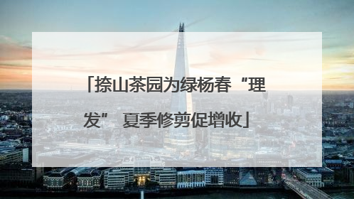 捺山茶园为绿杨春“理发” 夏季修剪促增收