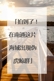 拍到了！在南通这片海域出现伪虎鲸群