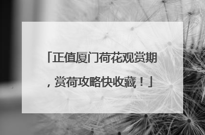 正值厦门荷花观赏期，赏荷攻略快收藏！