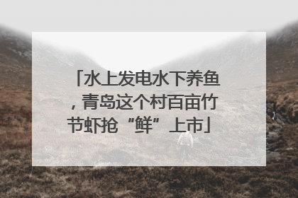 水上发电水下养鱼，青岛这个村百亩竹节虾抢“鲜”上市