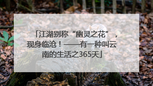 江湖别称“幽灵之花”，现身临沧！——有一种叫云南的生活之365天