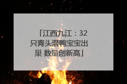 江西九江：32只青头潜鸭宝宝出巢 数量创新高