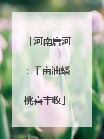河南唐河：千亩油蟠桃喜丰收