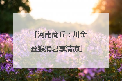 河南商丘：川金丝猴消暑享清凉