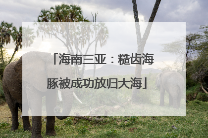 海南三亚：糙齿海豚被成功放归大海
