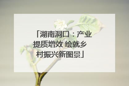 湖南洞口：产业提质增效 绘就乡村振兴新图景