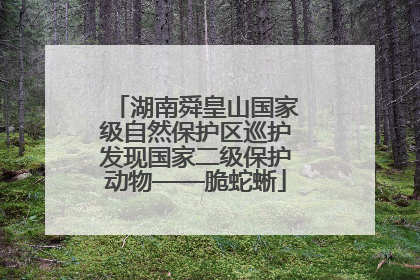 湖南舜皇山国家级自然保护区巡护发现国家二级保护动物——脆蛇蜥