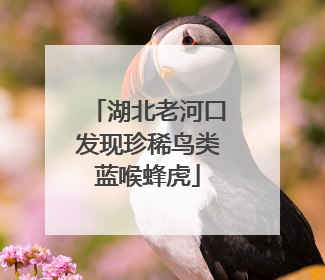 湖北老河口发现珍稀鸟类蓝喉蜂虎