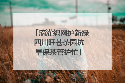 滴灌织网护新绿 四川旺苍茶园抗旱保茶管护忙