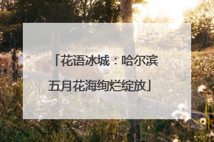 花语冰城：哈尔滨五月花海绚烂绽放
