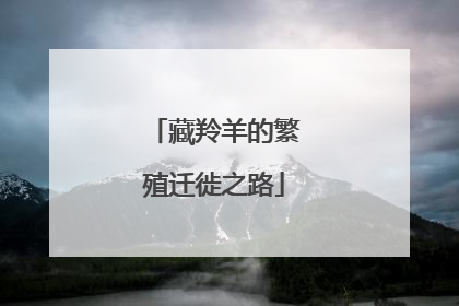 藏羚羊的繁殖迁徙之路