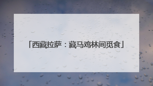 西藏拉萨：藏马鸡林间觅食