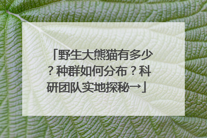 野生大熊猫有多少？种群如何分布？科研团队实地探秘→