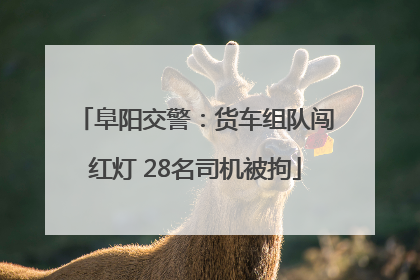阜阳交警：货车组队闯红灯 28名司机被拘