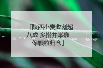 陕西小麦收割超八成 多措并举确保颗粒归仓