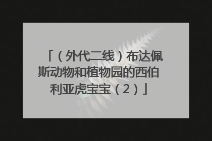（外代二线）布达佩斯动物和植物园的西伯利亚虎宝宝（2）